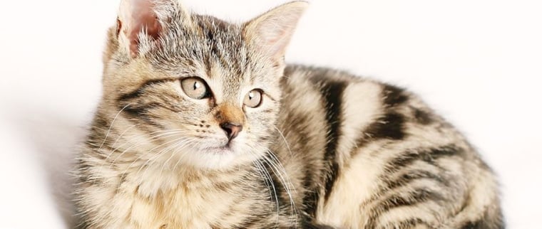 castration du chat